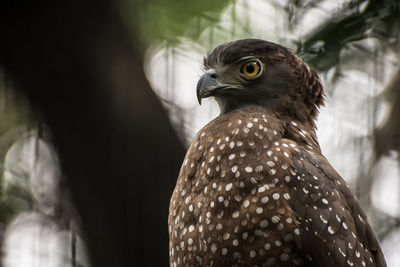 Close-up of serpent eagle