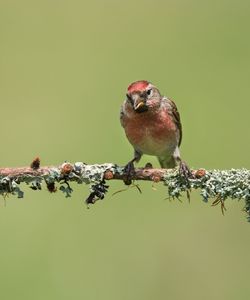 Close-up of bird perching on branch