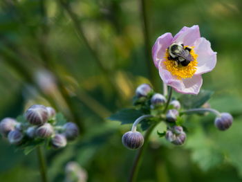 Close-up of bee pollinating on purple flower