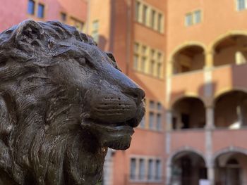 Close-up of lion statue against historic building