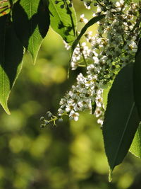 Close-up of flowering plant