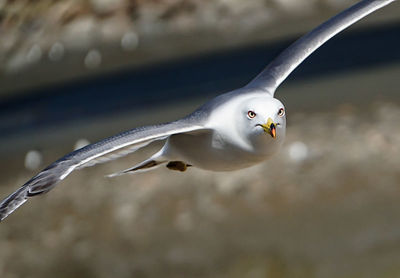 Close-up of seagull against blurred background