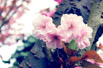 Close-up of pink flowers blooming on tree