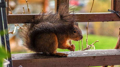 Close-up of squirrel on wood