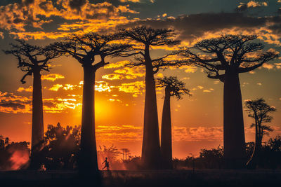 Silhouette trees against sky during sunset