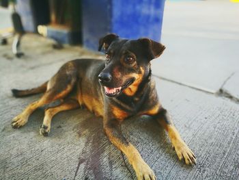 Close-up portrait of dog lying on floor