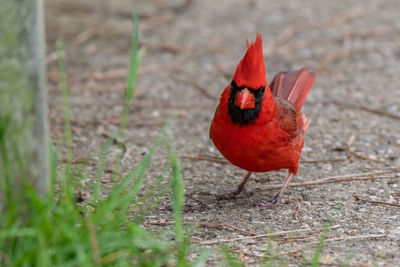 Male northern cardinal bird in michigan - usa