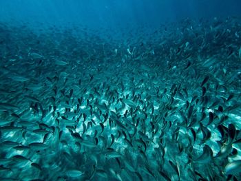 Fish swimming in sea