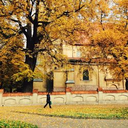 Autumn trees in park