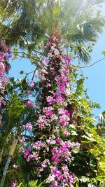 Low angle view of pink flowering plant against sky