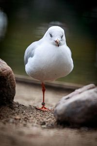 Close-up of swan perching on water