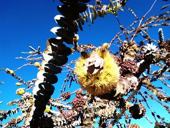 Low angle view of flowering tree against blue sky