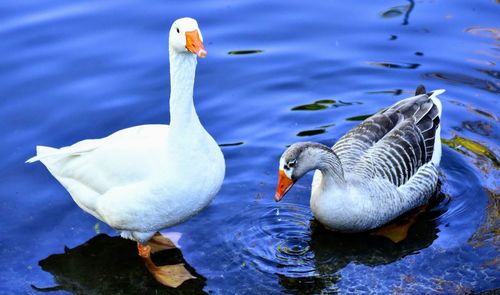 Ducks in a lake