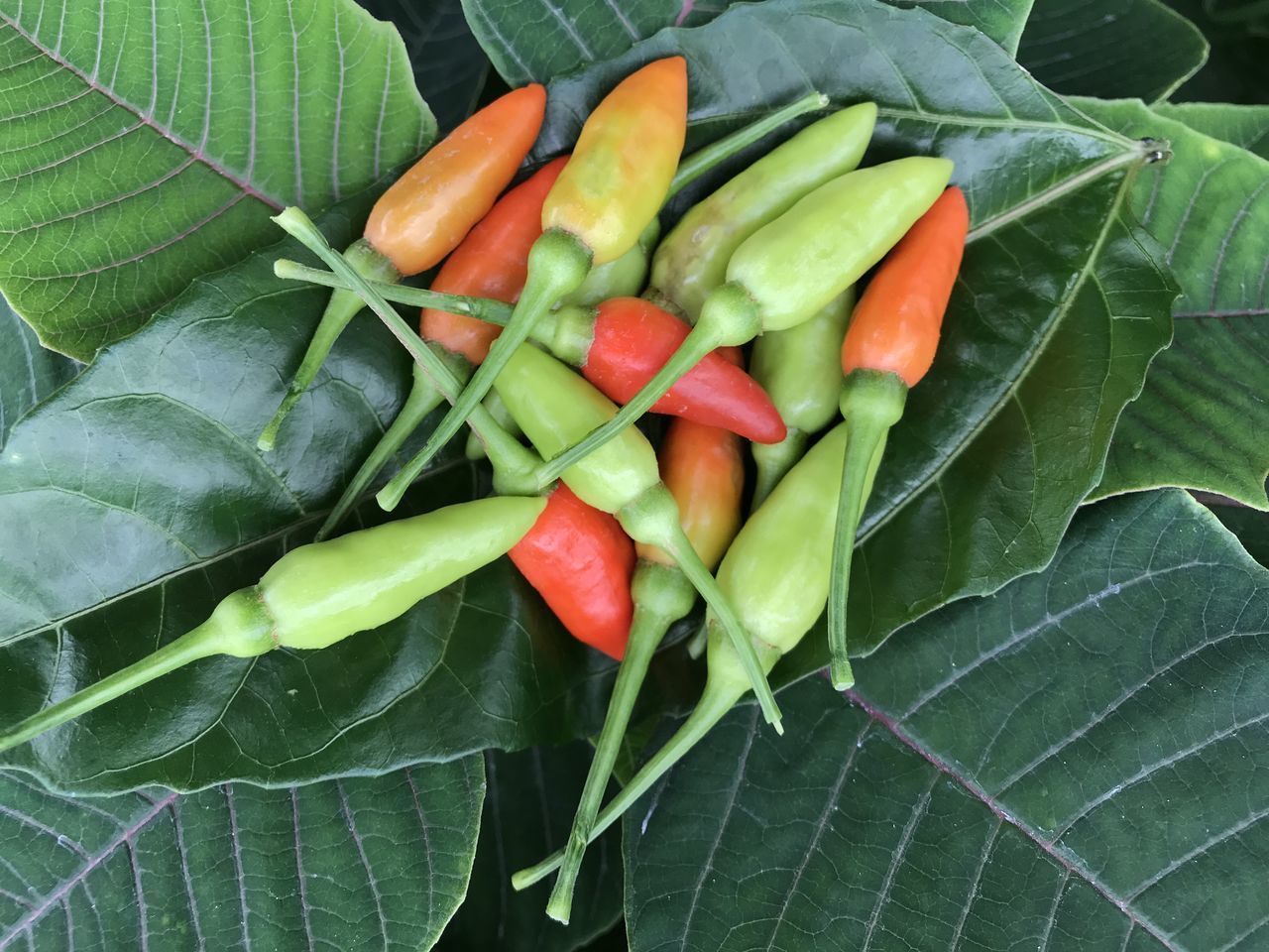 HIGH ANGLE VIEW OF VEGETABLES AND LEAVES