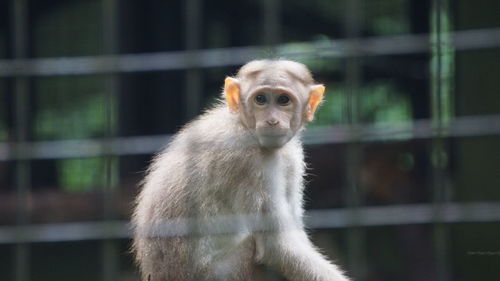 Portrait of monkey in cage