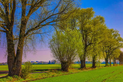 Single tree on grass against sky