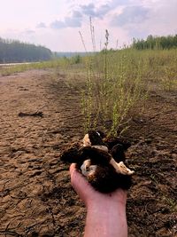 Person hand holding a lizard on a field