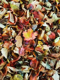 Close-up of dry maple leaves