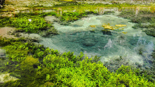 High angle view of lake amidst trees in forest