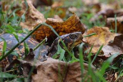 Close-up of snake