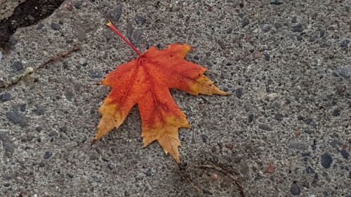 Close-up of dry maple leaf on sidewalk