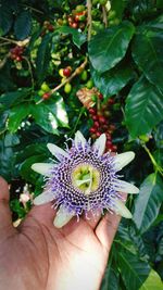 Close-up of hand holding purple flower