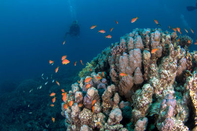 Fish swimming in sea