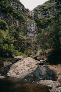 Stream flowing through rocks amidst trees