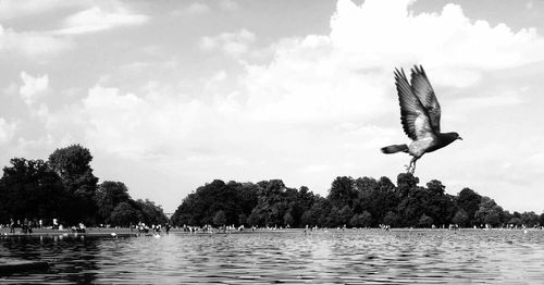 Bird flying over lake