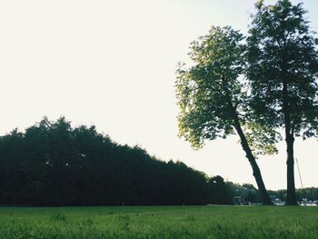 Trees on field against clear sky