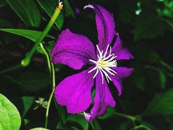 Close-up of purple flowering plant