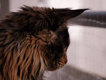 Close-up of a cat