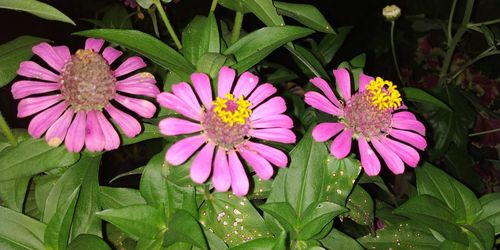 Close-up of pink flowering plant leaves