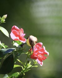 Close-up of insect on pink flower