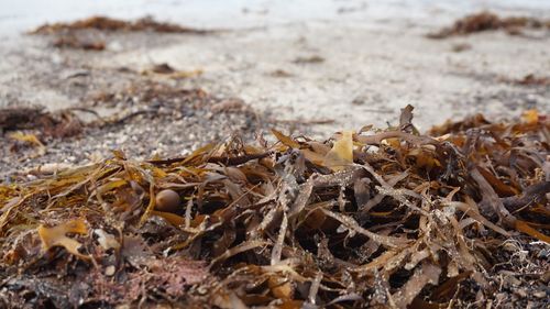 Close-up of shells on beach