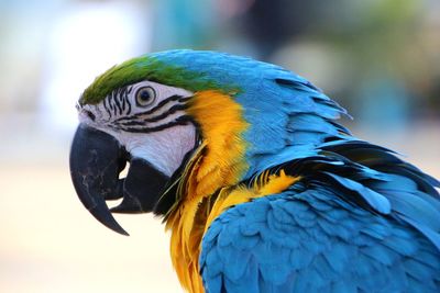 Close-up of a parrot