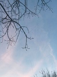 Low angle view of bare tree against sky