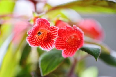 Close-up of red flower