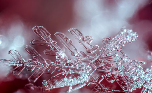 Close-up of snowflakes on water against sky at night