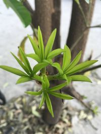 Close-up of potted plant