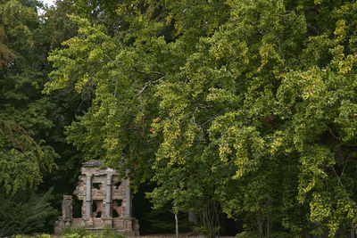 Trees in forest