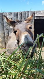 Close-up of sheep in pen