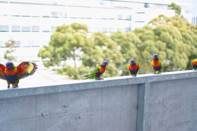 Close-up of birds perching on wood against built structure