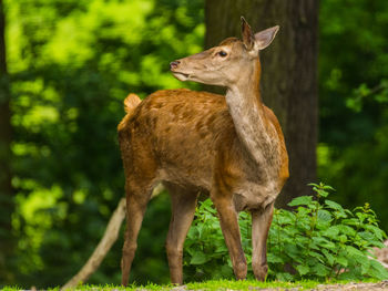 Deer standing in a forest