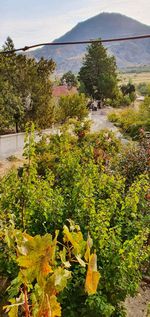 High angle view of flowering plants by trees against sky