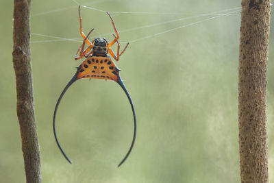 Macracantha, a genus of asian orb weaver spider