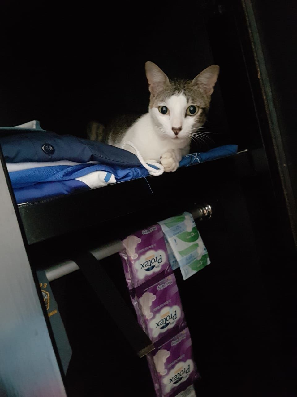 domestic, pets, mammal, portrait, domestic animals, one animal, looking at camera, cat, domestic cat, feline, indoors, no people, vertebrate, paper currency, animal body part, close-up, whisker, black background, animal eye