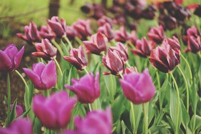 Close-up of pink flowering plants on field