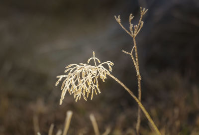 Close-up of dried plant on snow