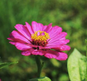 Close-up of pink flower